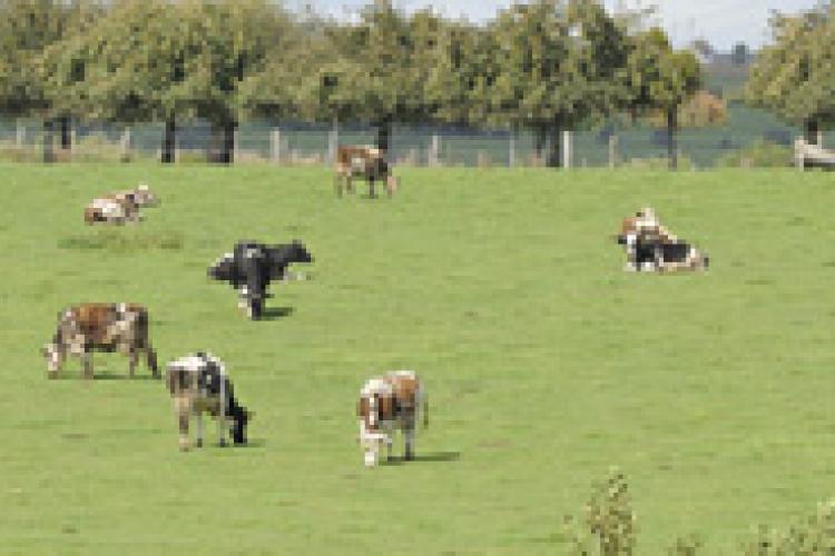 Vaches élevage en liberté